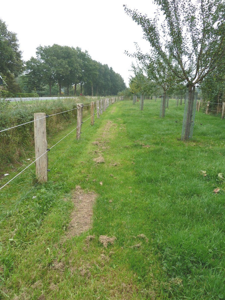 Fruithaag aanleggen; Gras maaien